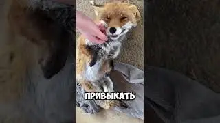 Что мужчина делает с лисенком?😱🫢