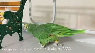 Попугайчики #137 лучшие моменты