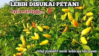 Cabai Rawit Andalan Petani || Di Lahan Pesisir Selatan Kebumen
