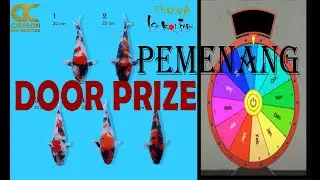Pemenang DoorPrize Keeping Contest Showa Isa ~ Cirebon Koi Breeder