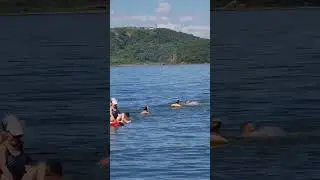 Дикие белухи на о. Русский Владивосток!!