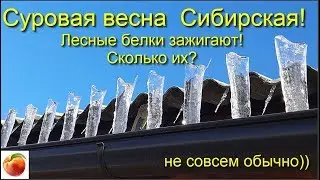 Суровая Сибирь Весна Белки зажигают Любовь удивительные места Животные Siberia