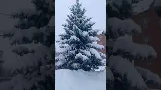 Снегопад на Алтае