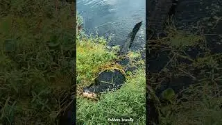 Growling alligator bellow