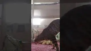 АХАХАХА