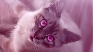 Don't be envious humans