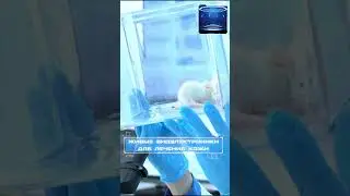 Живые биоэлектроники #новости #факты #shorts #наука