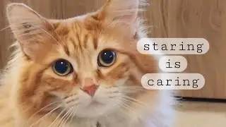 ✨Walter✨ stares because ✨Walter✨ cares