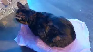 Caramel Attacks A Birthday Gift  😹