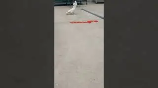 Rascal creeping around on the ground 🤣 