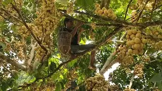 Panen Buah Khas Sumatera Selatan,.. Duku Gunung Megang