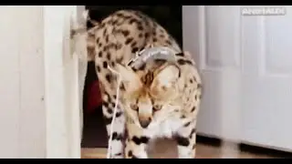 Animaux  Hybride de compagnie Chats et Chiens Docu