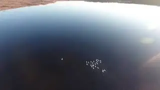 Лебединная стая