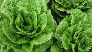 E.coli linked to two minnesota deaths