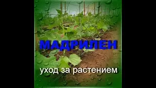 MADRILEN cucumber condition on day 25