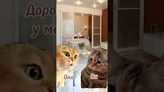 #отношения #юмор #говорящиекоты