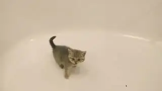 Котёнка посадили в ванную, но он не хочет мыться \ милое видео