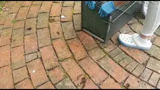 Eichhörnchen erfolgreich wieder  in die Freiheit entlassen