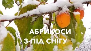 АБРИКОСИ З-ПІД СНІГУ