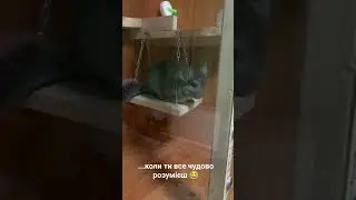 Розумніший ніж здається 😀