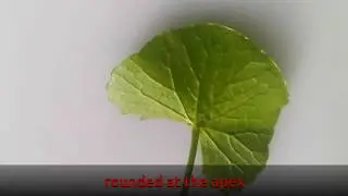 Different shapes of plant, leaf blades part 1