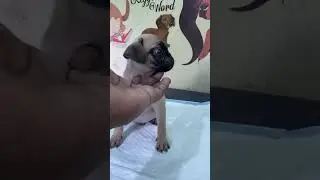 உருளைக்கிழங்கு செல்லக்குட்டி 😍 #viral #trending #trendingshorts #viralshorts #shorts #love #pug