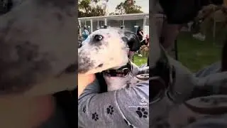 Day In The Life - Doggos