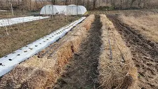 Клубника на тюках соломы.