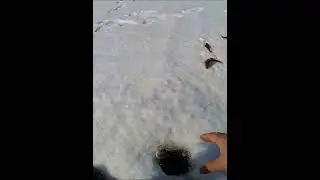 ХОРОШИЙ ОКУНЬ НА МОРМЫШКУ #fishingvideo #perch #окунь #рыбалканаокуня #shorts