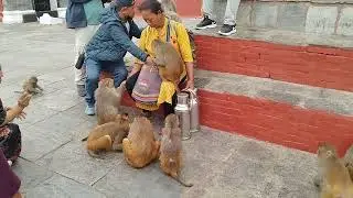 Monkey #monkey
