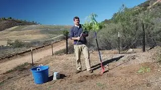 How to Plant Moringa Cuttings