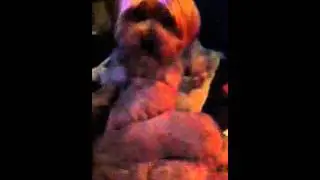 Yorkshire Terrier dog : wappyk favorite toy