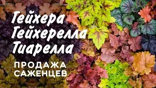 Гейхеры 2024 Продажа саженцев
