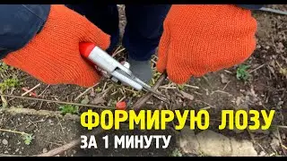 Формируем лозу винограда 