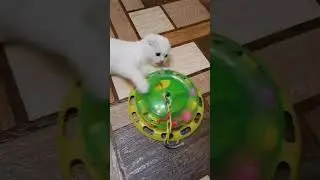 Игруля! #шотландскаявислоухая #котята #скоттишфолд