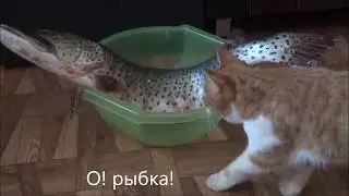 У кошек тоже разные вкусы или 