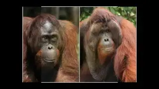 Evolution of rape (MGTOWIndian)