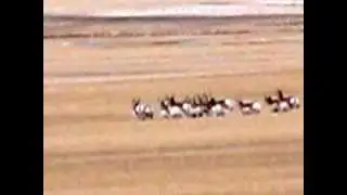 Hunting game. it's on! antelope