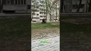 Мчу как ветер  #катаюсь#на#квадрике#прогулка#весна#shorts