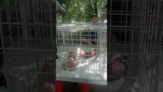 Ассолому  алайкум! Бугун  28.05. 2023 йил .  куни Ташкентда  каптарлар  сайли  булди