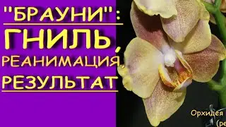 ORCHID: rot, RESUSCITATION, ROOT growth, result. Phalaenopsis 'Brownie' (Phalaenopsis 