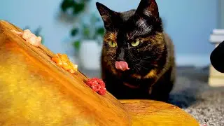 Cat eating ASMR