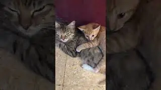 Oyen semena2 tidur dipunggung emak