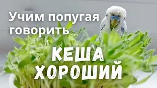 Учим попугая говорить 