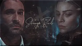 Lucifer & Chloe ✘ Strange Birds