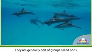 Action 11. Module 2. Dolphins