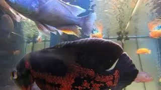Inside aquarium Gopro hero 7