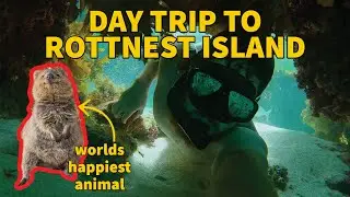 Day trip to Rottnest Island | Snorkelling, exploring and meeting the worlds happiest animal