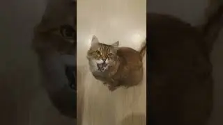Толстенького манят аппетитным угощением