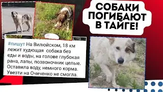 Abandoned in the taiga: the tragedy of stray dogs! 